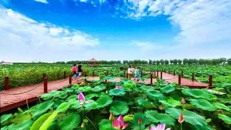 绿色水果种植允许使用的农药，需符合以下标准：
