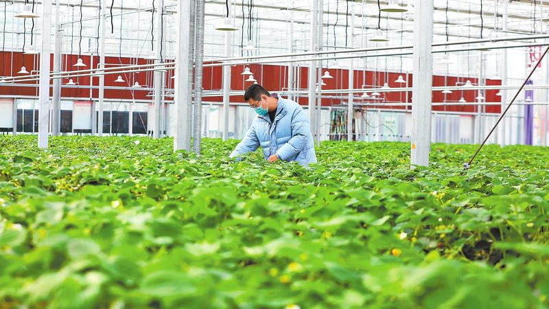 绿色食品认证标识：揭秘其价值与代理费用