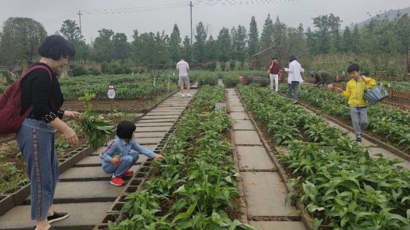 农民专业合作社验资之谜：揭秘流程与要点