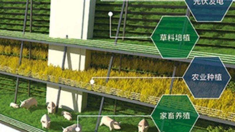 家庭农场与合作社补贴大比拼：哪个更胜一筹？**