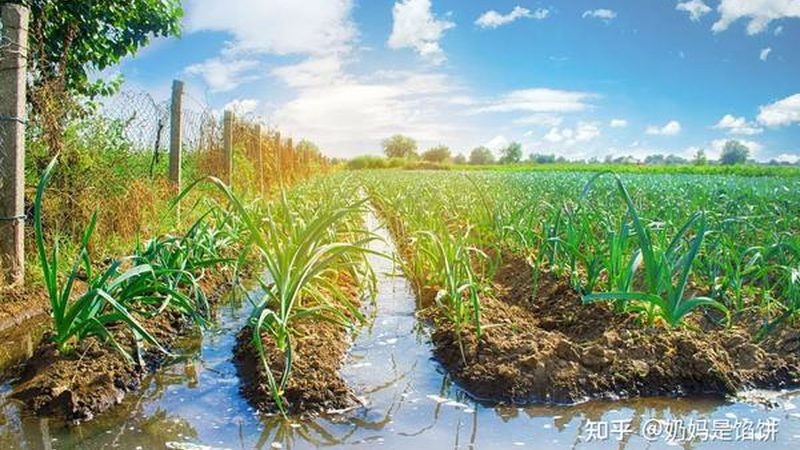 粮食病虫害防治：生物制剂厂家的绿色选择
