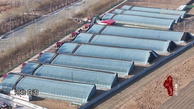 高端玻璃温室大棚：农业现代化的关键设施